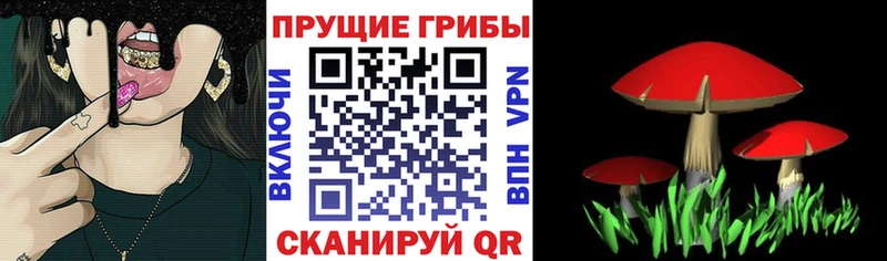 Псилоцибиновые грибы прущие грибы Багратионовск